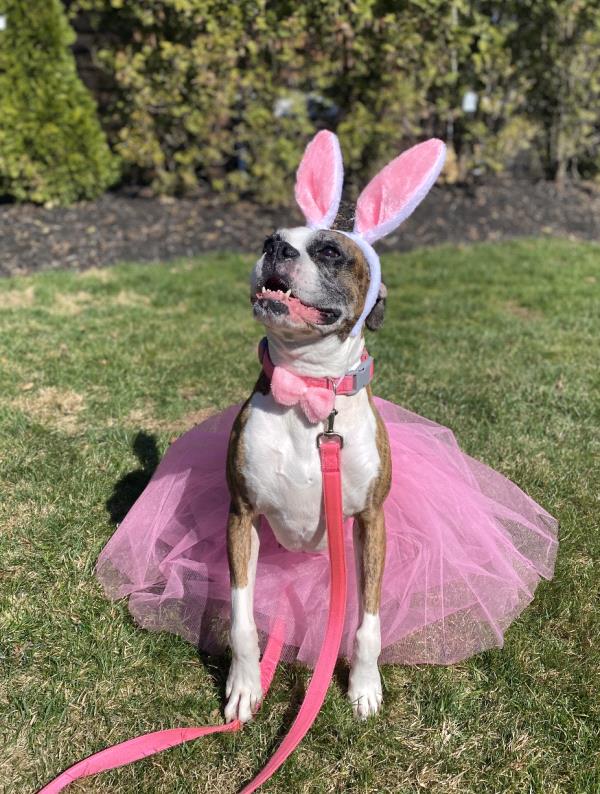 /Images/uploads/New Jersey Boxer Rescue/NJBoxerRescue/entries/17763.jpg